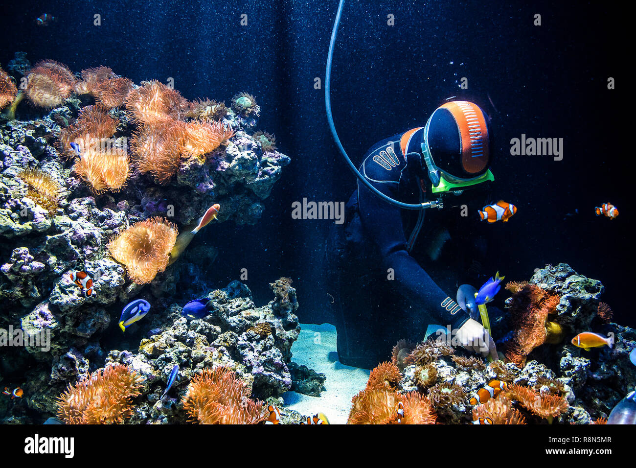 Scuba diver cleaning the aquarium Stock Photo Alamy
