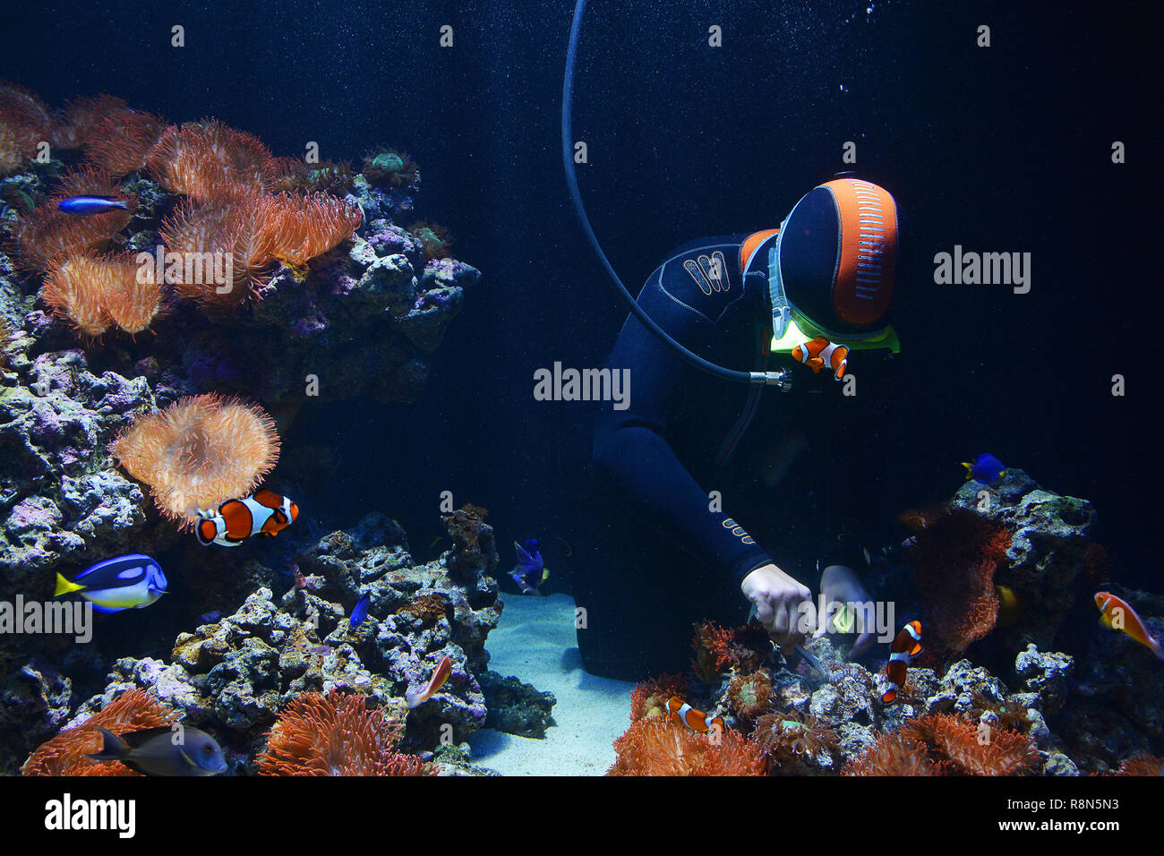 Scuba diver cleaning the aquarium Stock Photo Alamy