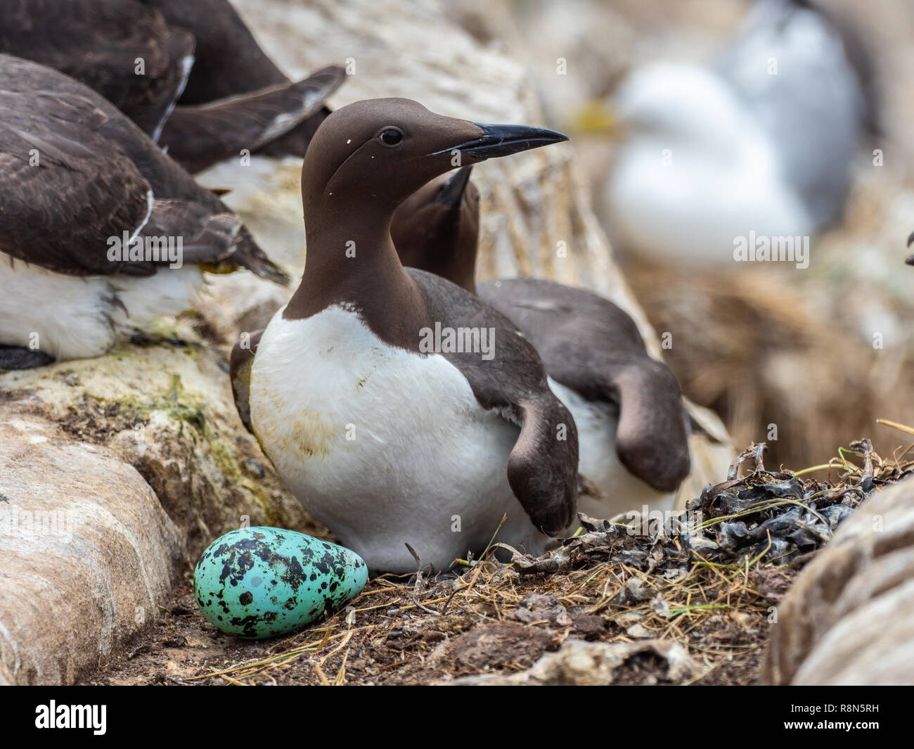 black-guillemot-egg-hi-res-stock-photography-and-images-alamy