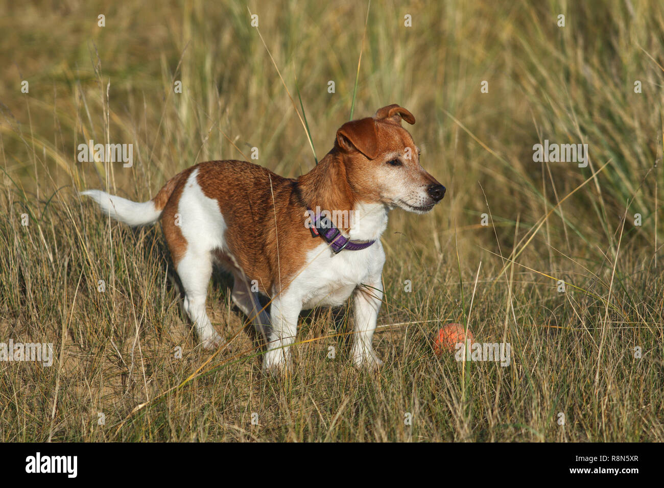 Small brown and white Jack Russell dog playing in sand dunes with a red ball, wearing. Purple collar Stock Photo