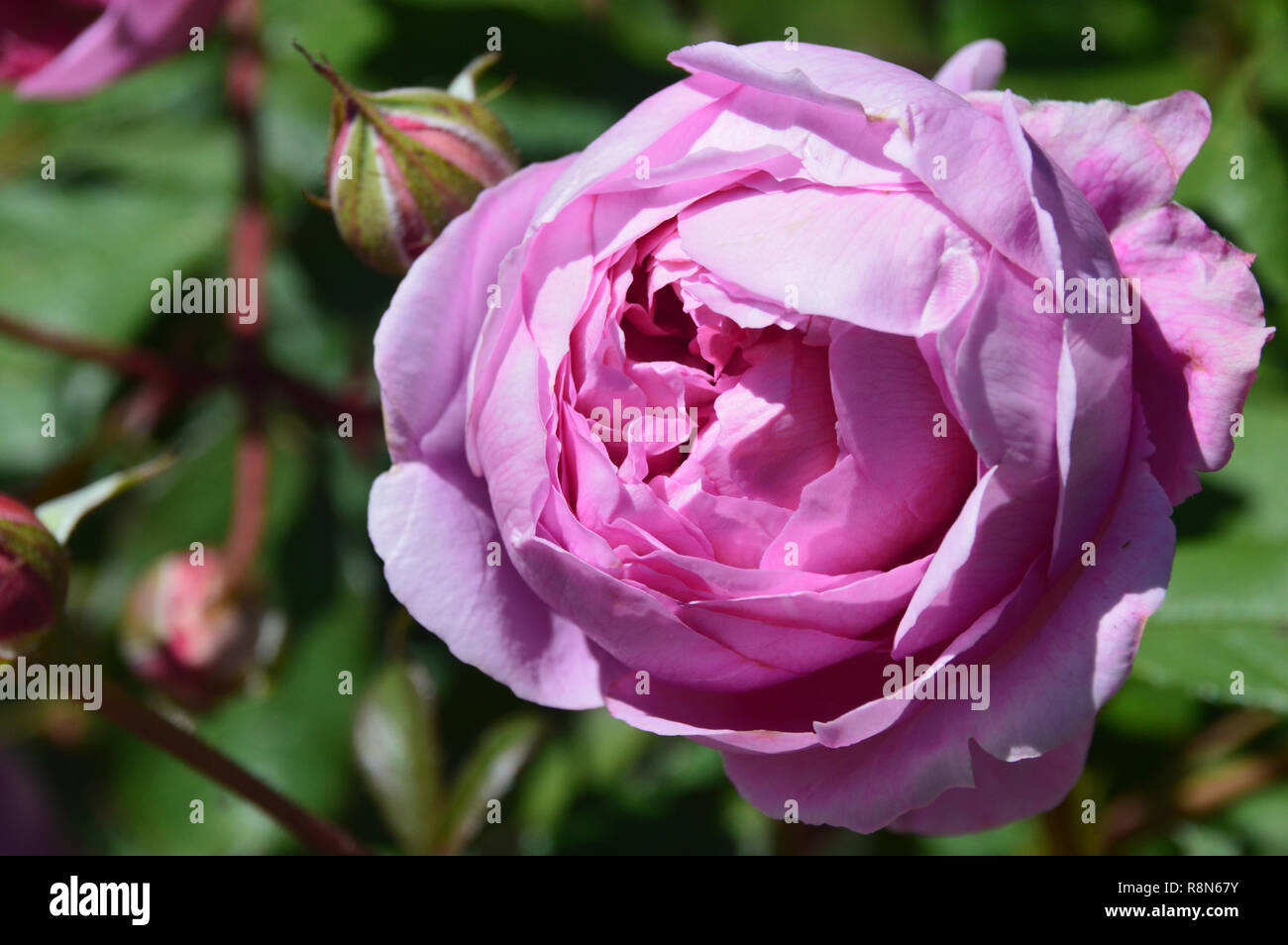 Pink English Rose Flower Alan Titchmarsh ('Ausjive') on Display at RHS
