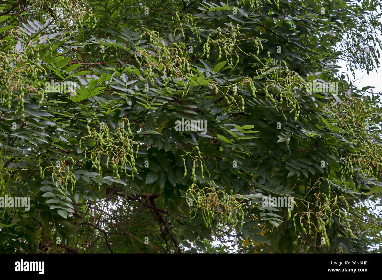 View of Japanese pagoda tree, Acacia, Styphnolobium japonicum or Sophora japonica  with pinnate compound leaves and  interesting fruits, town Delchevo Stock Photo