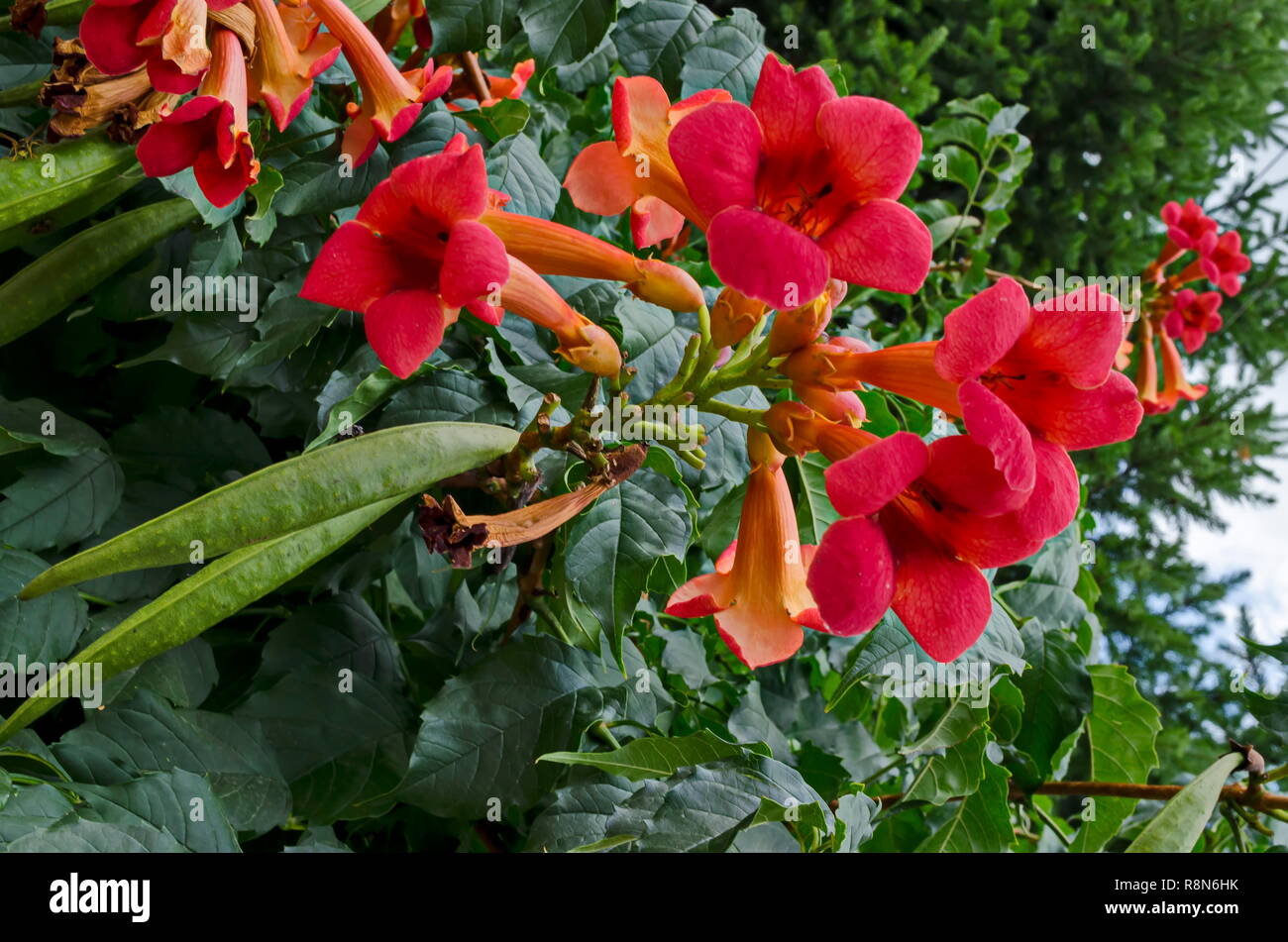 Red bloom and leaves of Trumpet creeper or  Campsis radicans tree  in street, town Delchevo, Macedonia, Europe Stock Photo