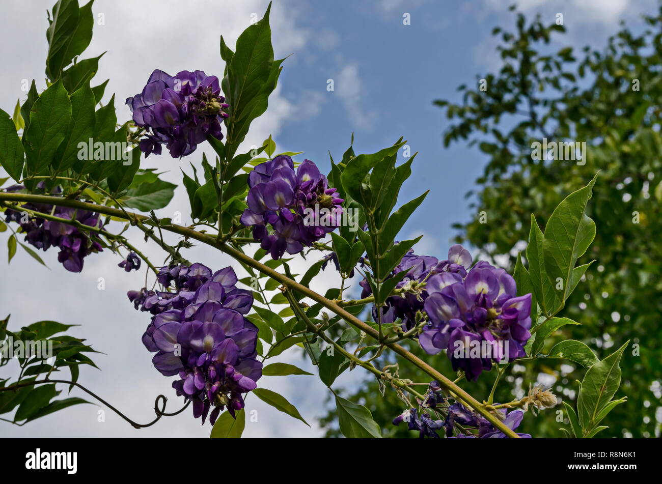 Branch with bunch purple bloom and leaf of wisteria tree in garden, Sofia, Bulgaria Stock Photo