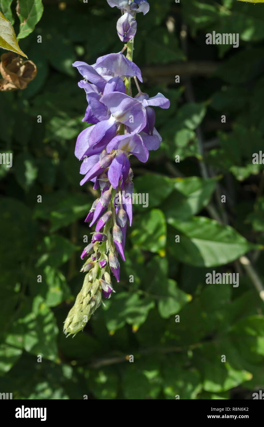 Branch with bunch purple bloom and leaf of wisteria tree in garden, Sofia, Bulgaria Stock Photo