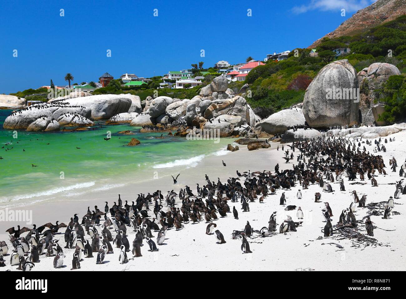 African Penguins At Boulders Beach Located In Simon s Town Cape Town african-penguins-at-boulders-beach-located-in-simon-s-town-cape-town