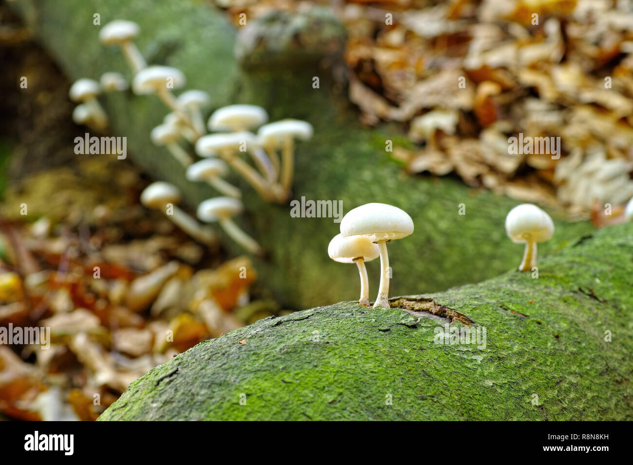 porcelain fungus or Oudemansiella mucida in autumn forest Stock Photo
