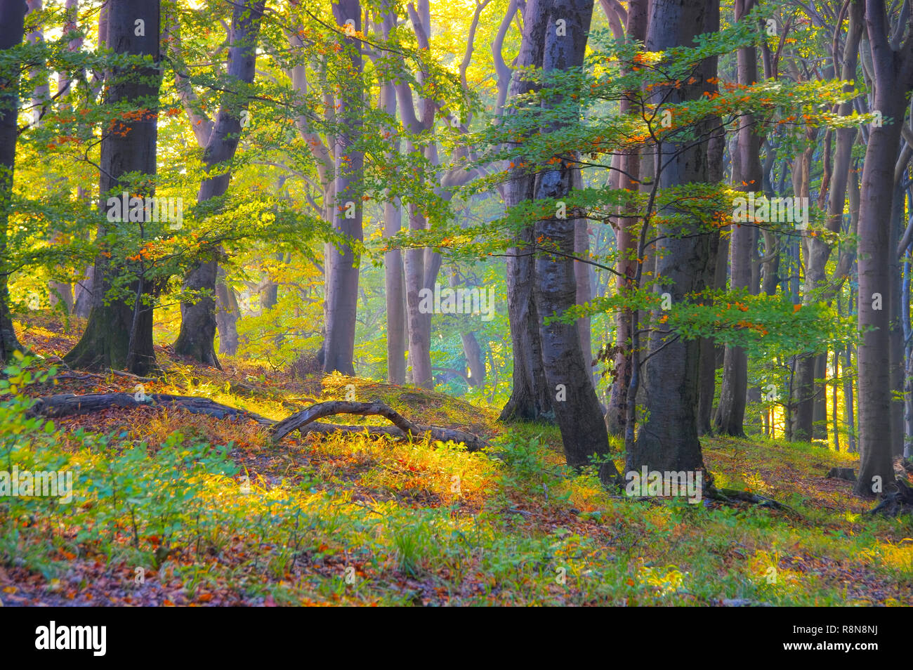 Old beech forest hi-res stock photography and images - Alamy
