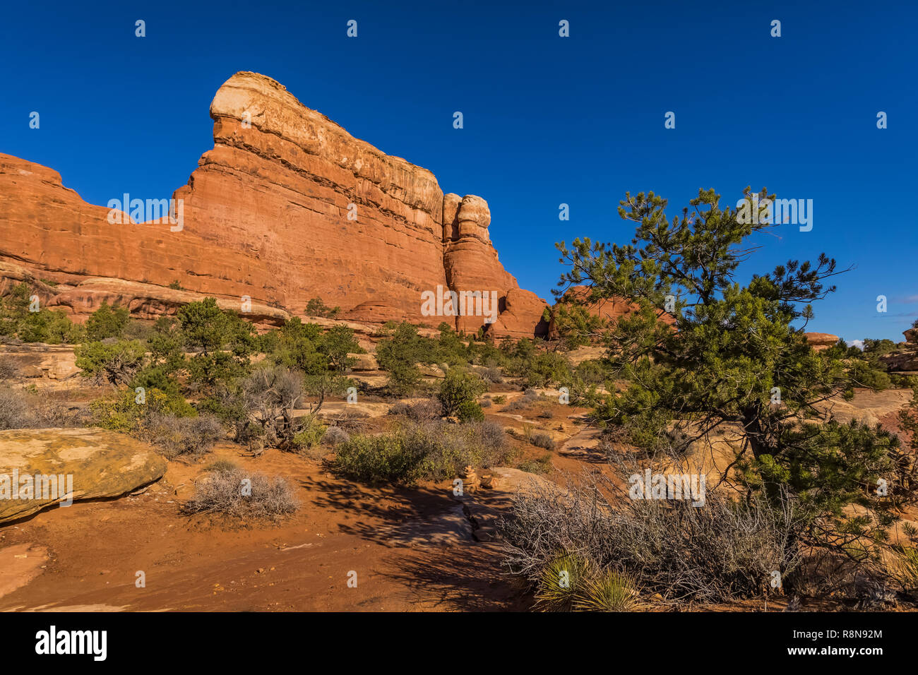 Slickrock along the Chesler Park Loop Trail in the Needles District of Canyonlands National Park, Utah, October, USA Stock Photo
