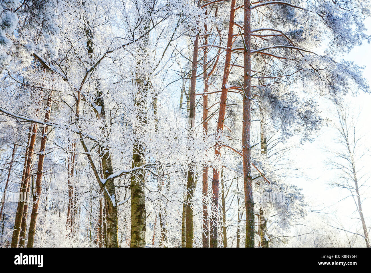 Frosty Tree Branch In Snowy Forest Cold Weather In Sunny Morning