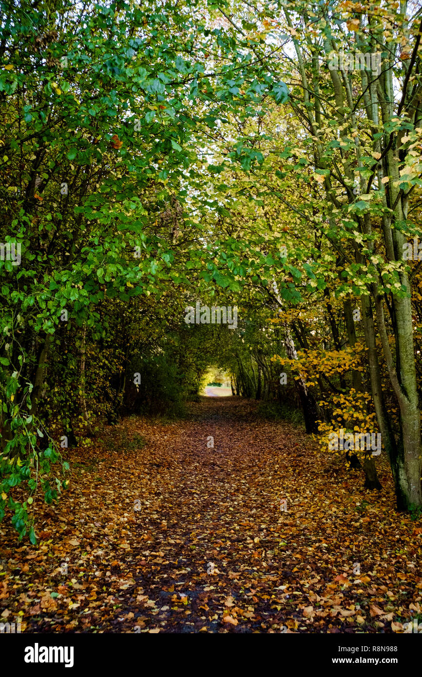 Coate Water Country Park In Swindon Stock Photo - Alamy