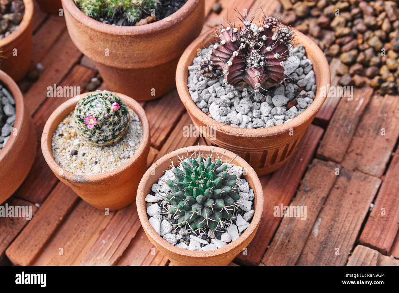 Houseplants cactus hires stock photography and images Alamy