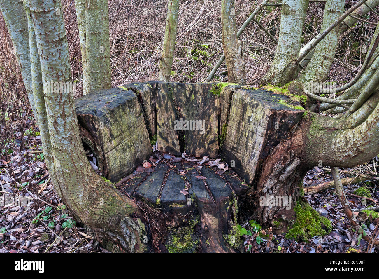 Carved out seat made from coppiced tree trunk Stock Photo - Alamy
