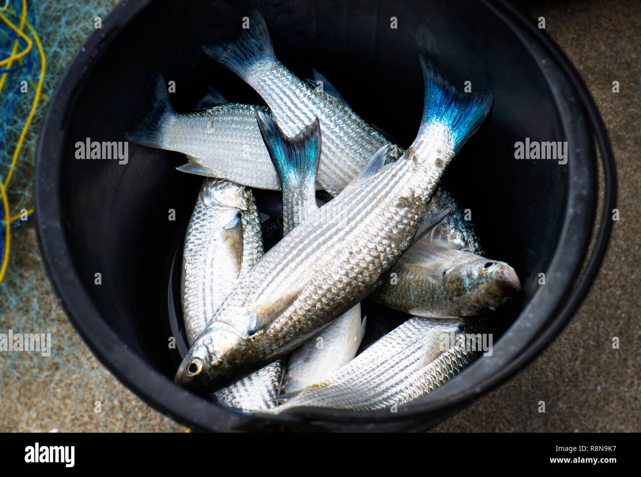 Mullet fish catching from the sea in the bucket with outdoor sun