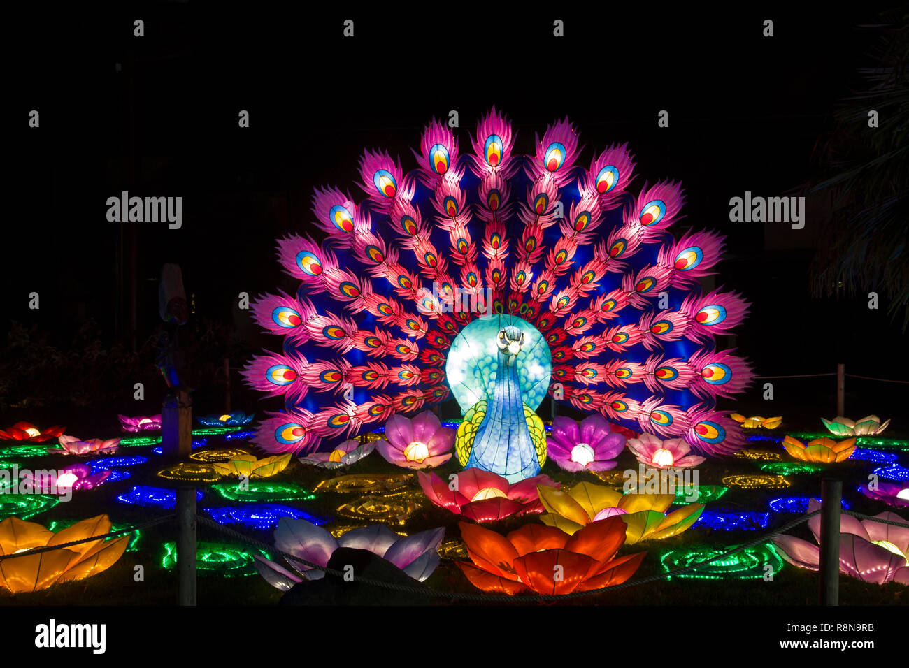 Beautifully illuminated peacock light object at China Light Festival Stock Photo