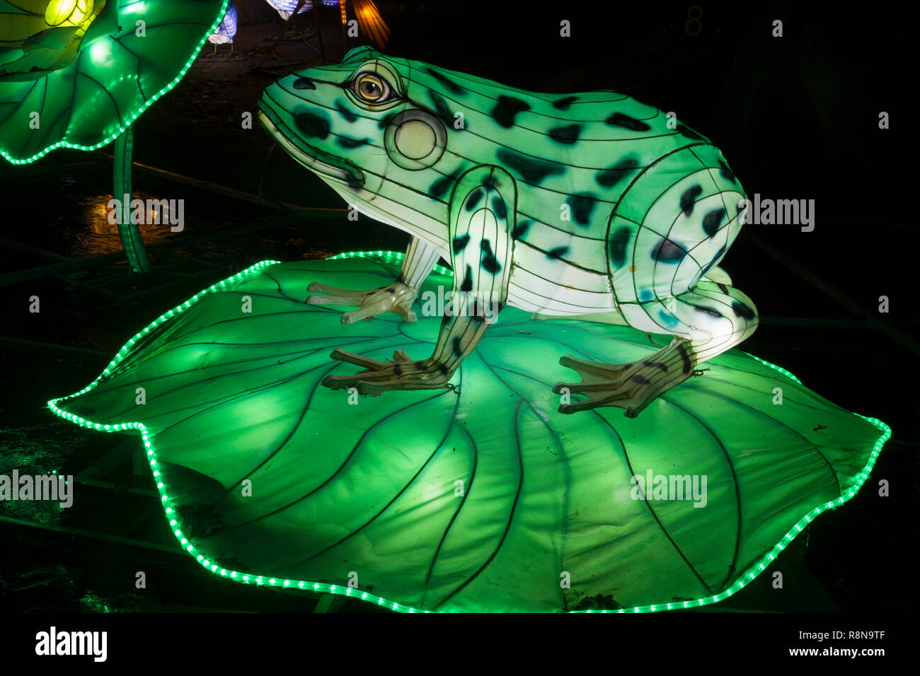 Green frog paper sculpture shining in the dark at a Asian lantern festival. Stock Photo