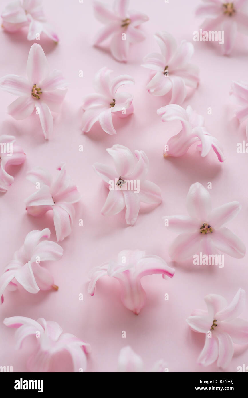 Hyacinth Pink Surprise Dutch Hyacinth Pink Flowers On A Light