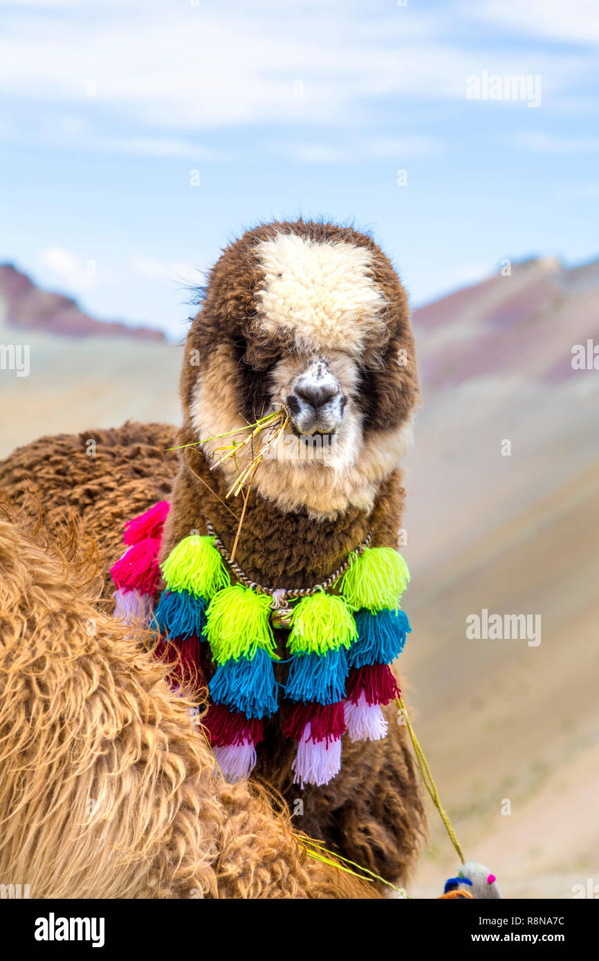 Funny portrait of a decorated alpaca eating in the Rainbow mountain (Vinicunca), Peru Stock Photo