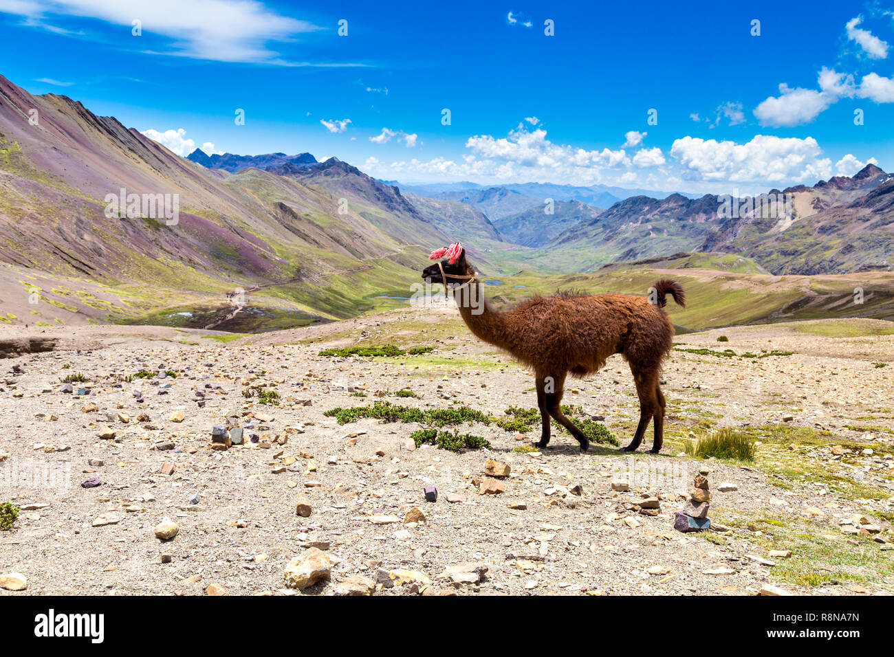 Peru llama not grazing hi-res stock photography and images - Alamy