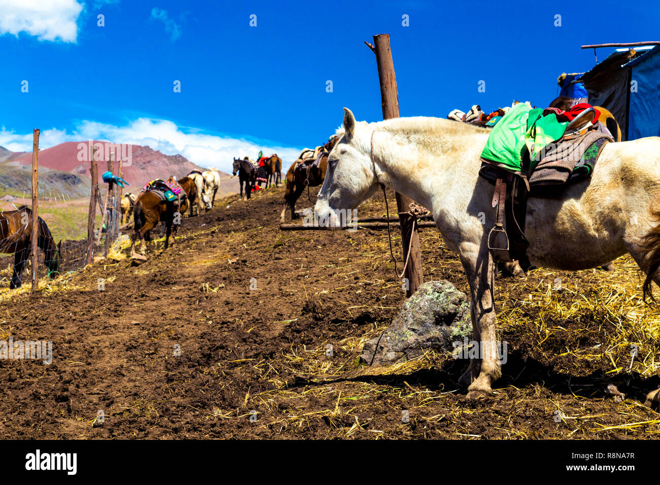 Horses at the base camp of Rainbow Mountain (Vinicunca) Cusipata Trail, Andes, Peru Stock Photo