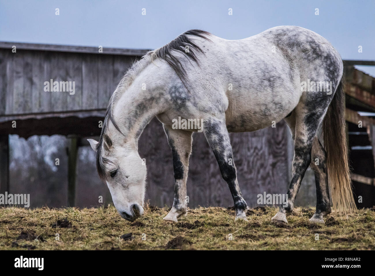White and Grey Horse Stock Photo Alamy