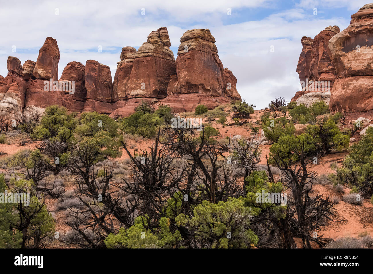 Pinyon Pine and Utah Juniper in the rain along the Chesler Park Loop Trail in the Needles District of Canyonlands National Park, Utah, October, USA Stock Photo