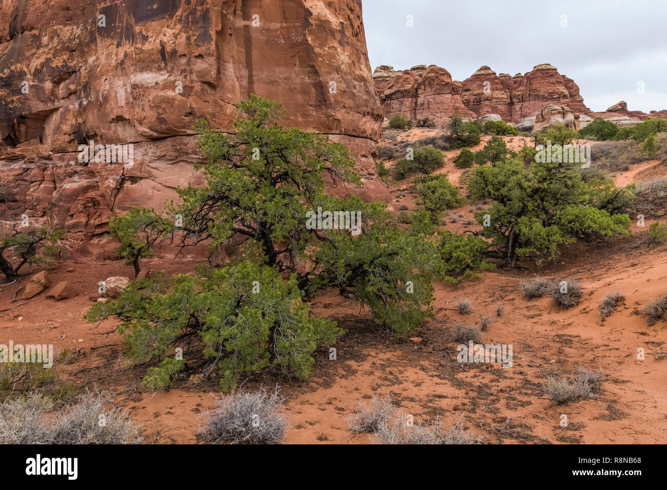 Pinyon Pine, Pinus edulis, on a rainy day along the Chesler Park Loop Trail in the Needles District of Canyonlands National Park, Utah, October, USA Stock Photo