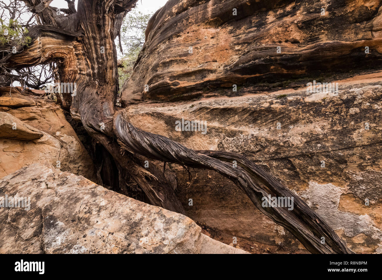 Tree roots seeking soil hi-res stock photography and images - Alamy