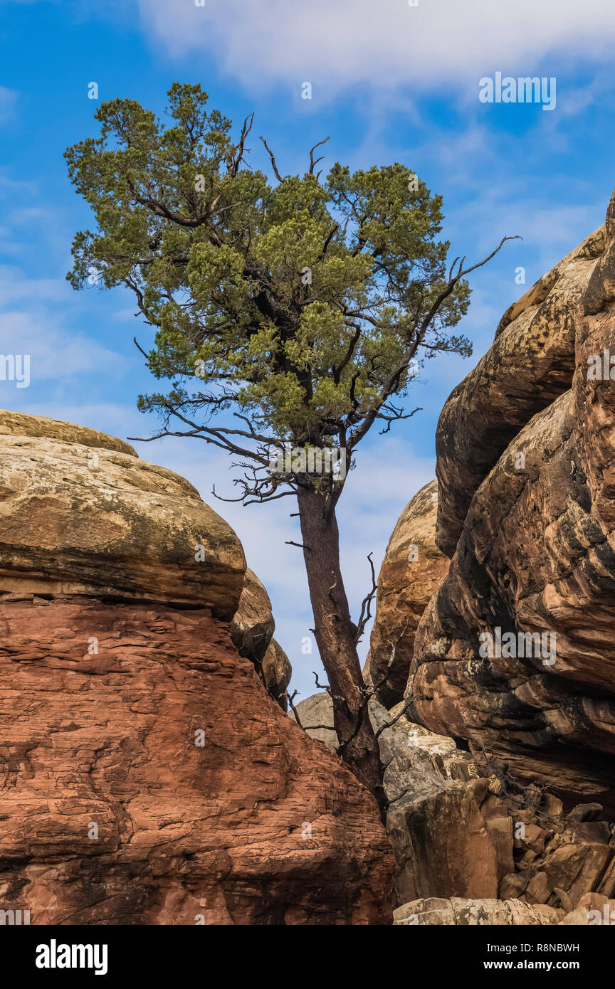 Pinyon Pine thriving in an apparently moist location in a sandstone crack, along the Chesler Park Loop Trail in the Needles District of Canyonlands Na Stock Photo