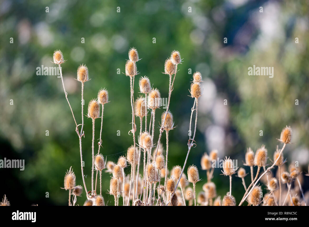 Selective shallow focus with blurred green background on several dry Wild Teasels heads, herb also known as Fuller's Teasel or Dipsacus Sylvestris. Su Stock Photo