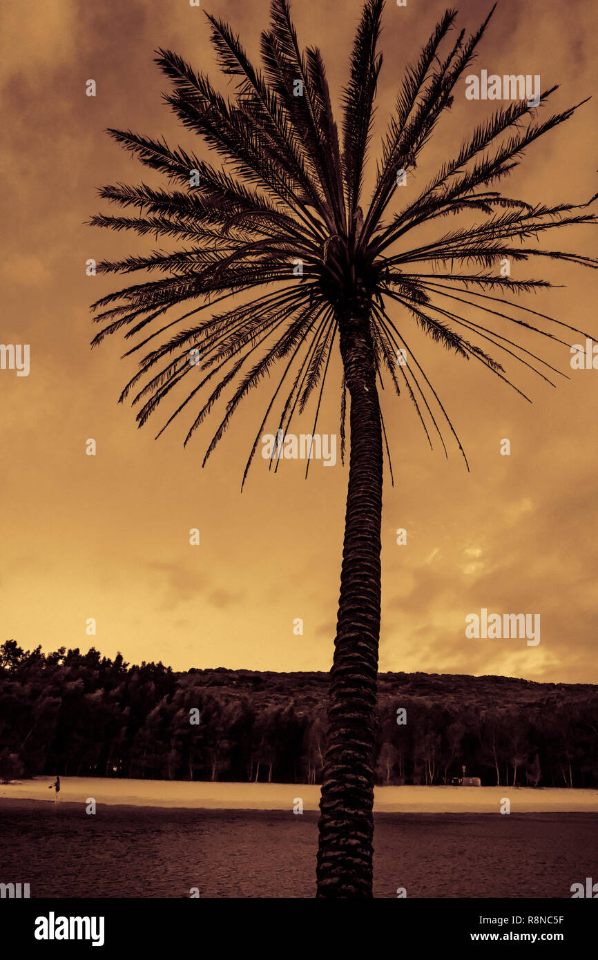 The silhouette Palm tree image was taken during sunset in Royal national park Sydney NSW Australia Stock Photo