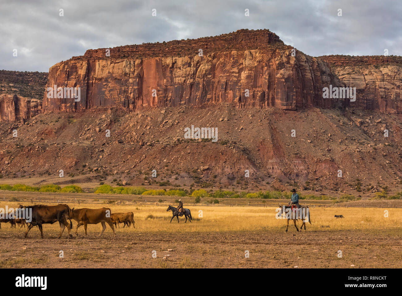 Cowboys are often seen herding cattle on Dugout Ranch, a Nature Conservancy working ranch now devoted to the scientific study of lad management, near  Stock Photo