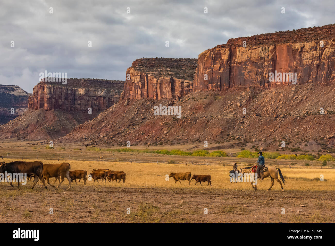 Cowboys are often seen herding cattle on Dugout Ranch, a Nature ...