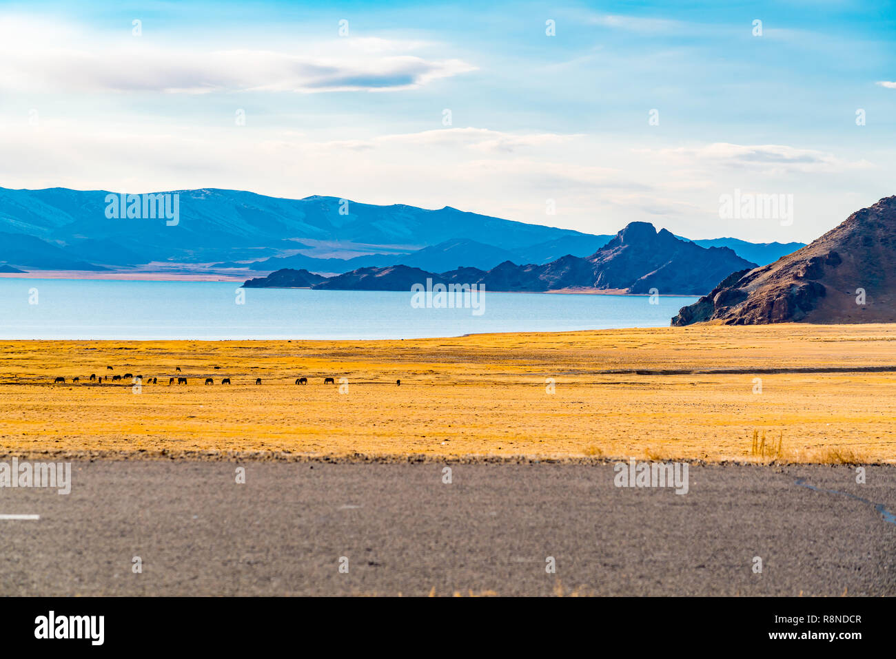 Natural landscape of western Mongolia with the herd of cattle grazing in the field near the lake and the beautiful mountain at Ulgii in sunny day Stock Photo