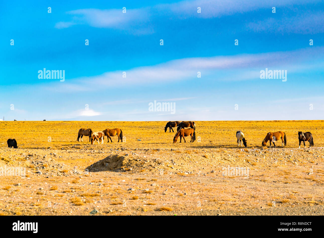 Mongolian horses grazing at the pasture in the large steppe near Ulgii in western Mongolia Stock Photo