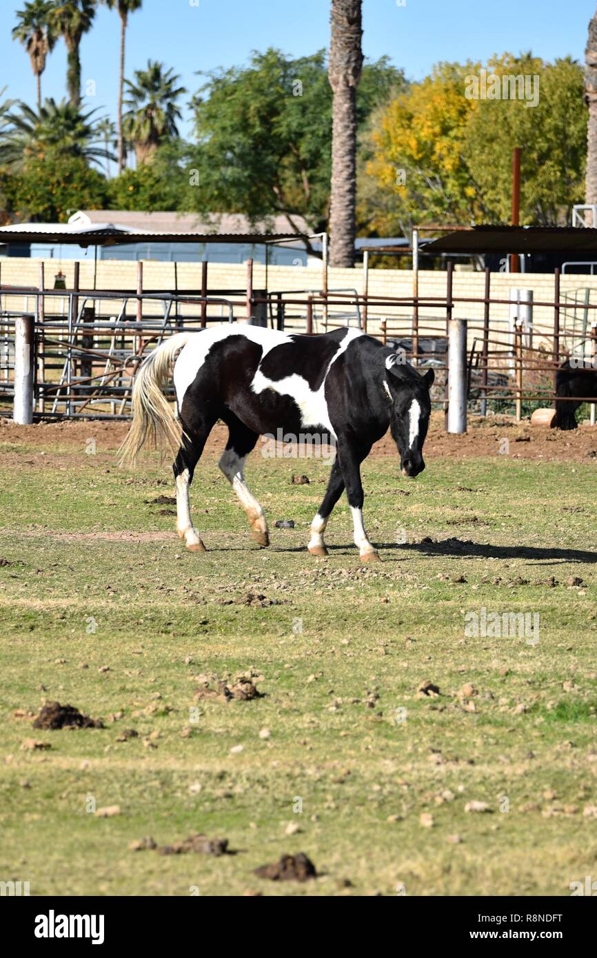 Black and white pinto pony in field Stock Photo Alamy
