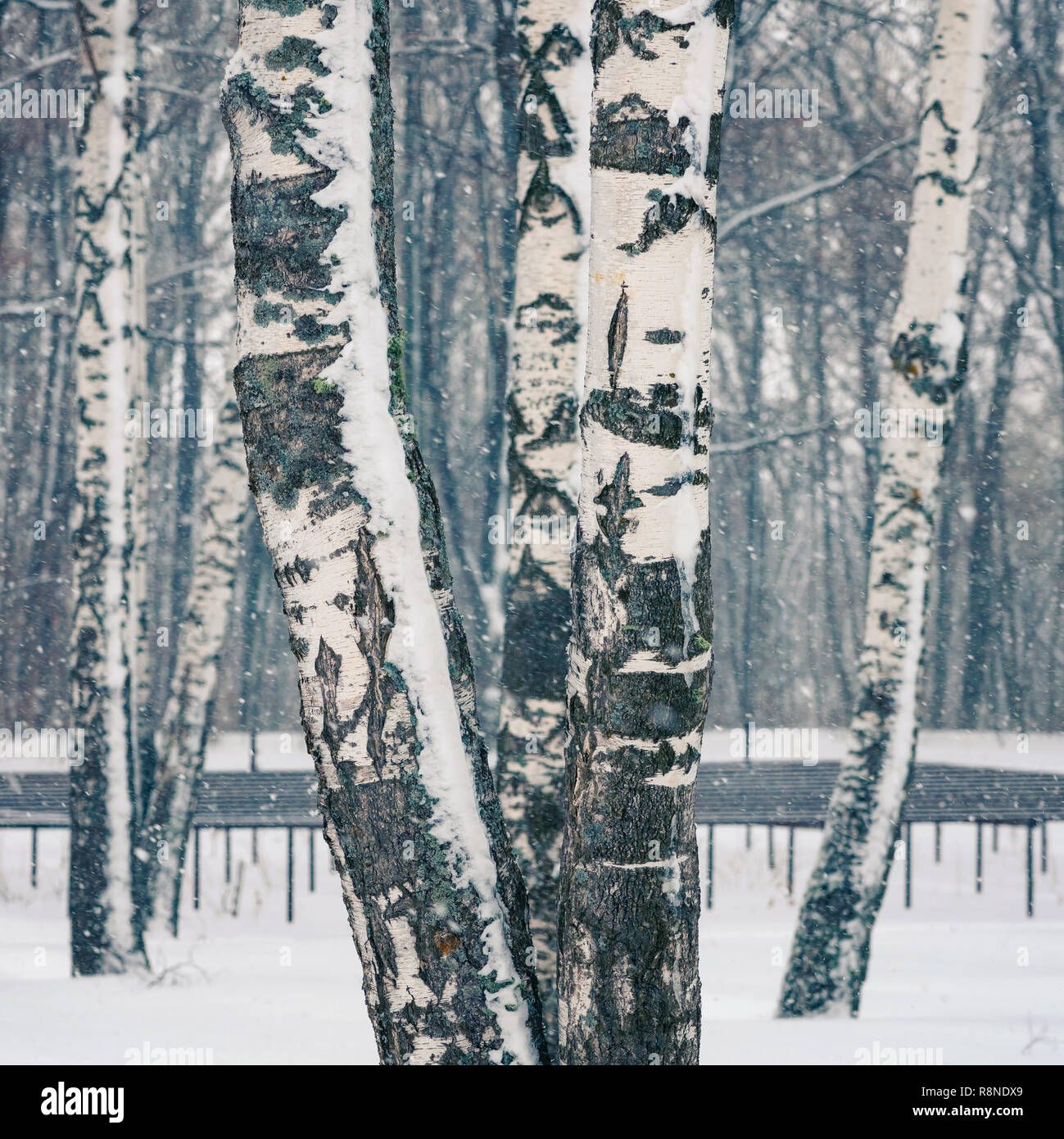 Birch forest at snowstorm Stock Photo