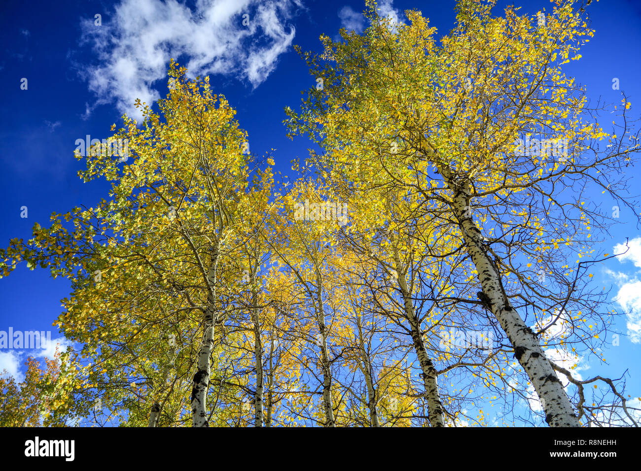Yellow and green autumn aspen leaves changing fall foliage against blue