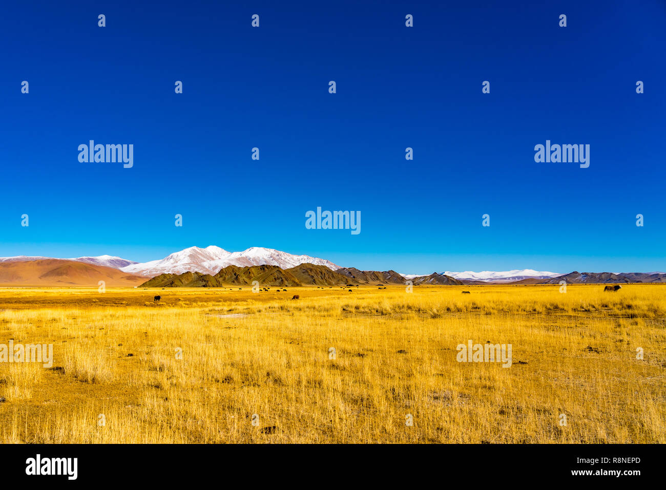 View of a herd of mongolian cows grazing in a yellow steppe having the high mountain in the background at the Western Mongolia Stock Photo
