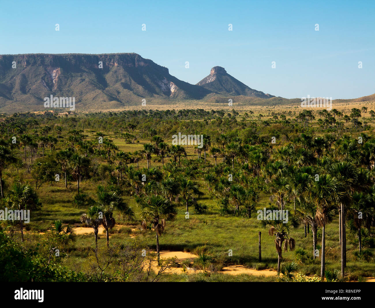 Typical cerrado landscape, with Pai Inacio Hill in the background, Jalapão National park, Tocantins, Brazil Stock Photo