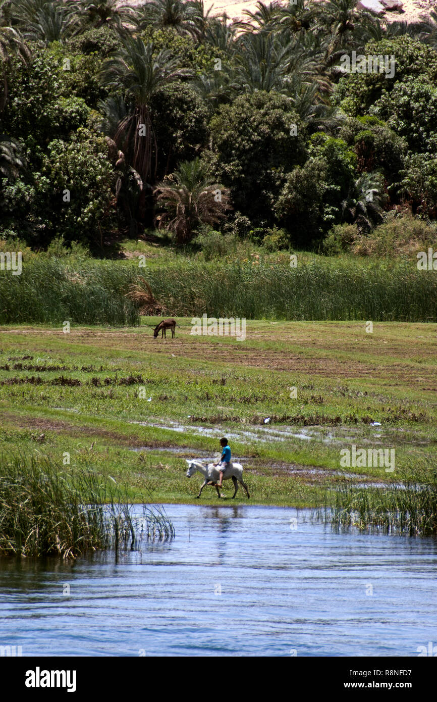 A boy rides a donkey in lush farm fields along the Nile river in an agricultural area of Gebel el-Silsila, near Aswan, Egypt. Stock Photo