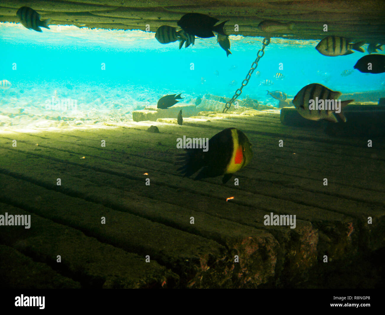 Tropical exotic fish in the Red sea. Cheilinus lunulatus Stock Photo