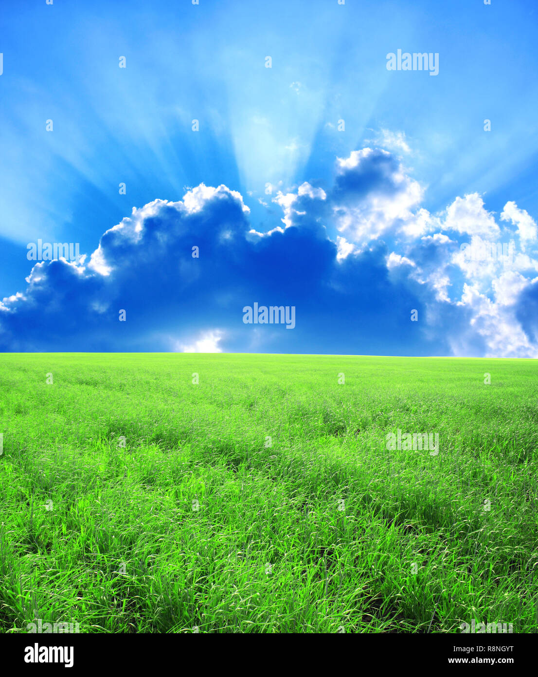 Beautiful summer landscape. A green field, blue sky Stock Photo - Alamy