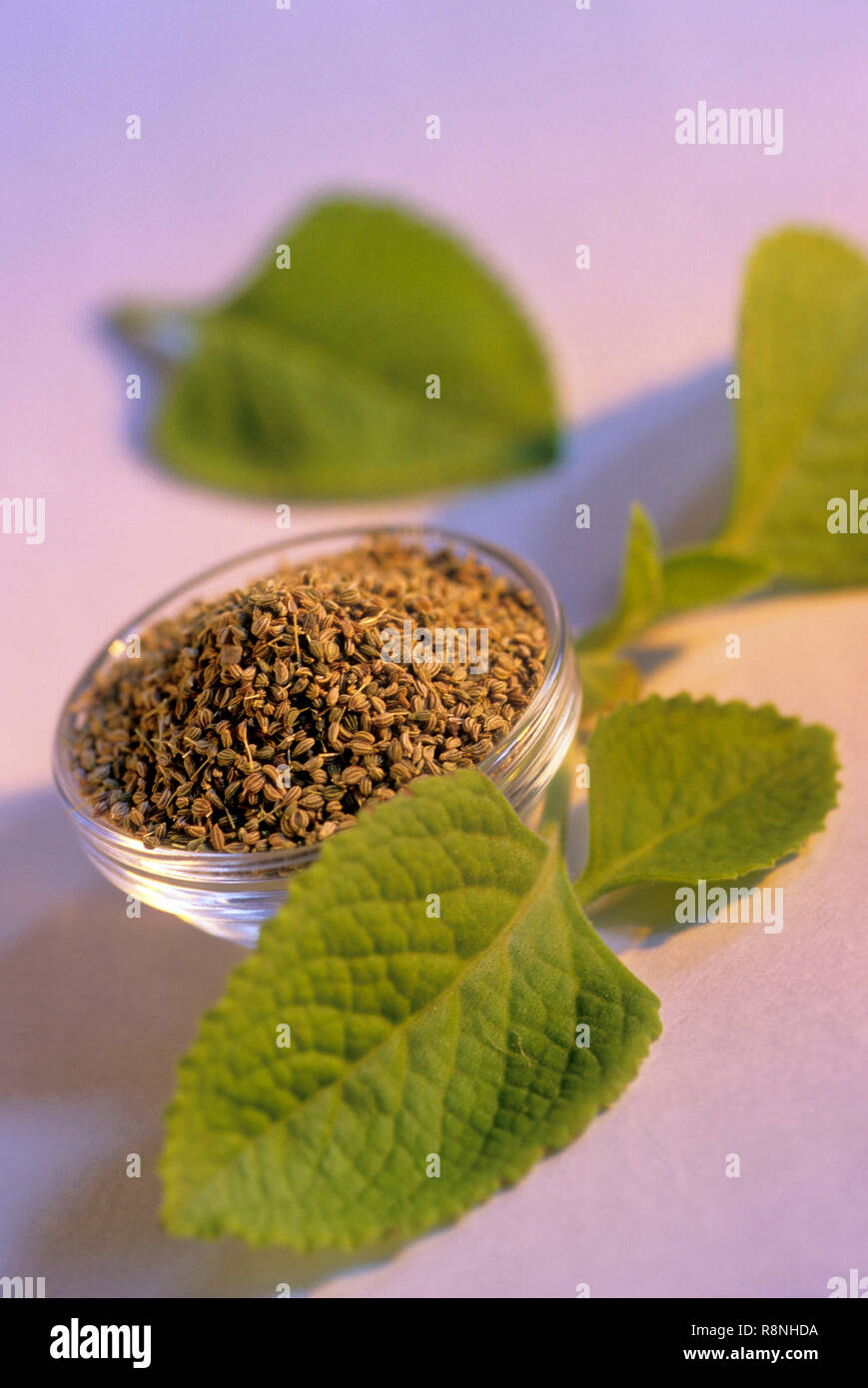Ajwain leaves hires stock photography and images Alamy