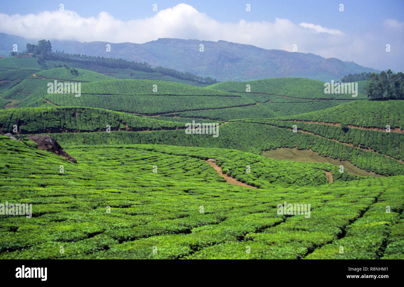 Tea Plantation, Munnar, Kerala, India Stock Photo