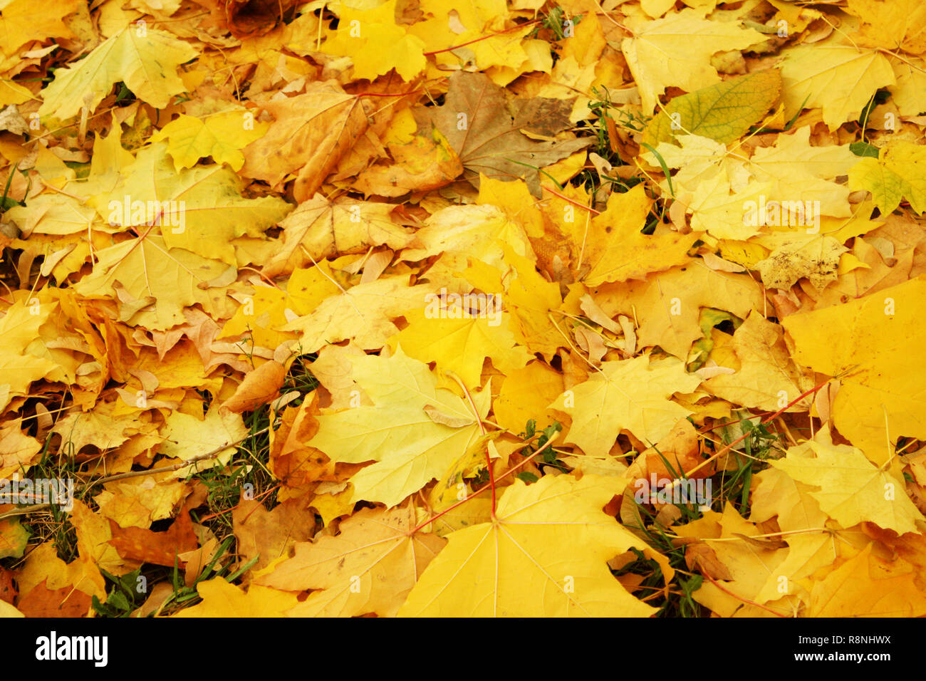 Fallen maple leaves on ground Stock Photo - Alamy