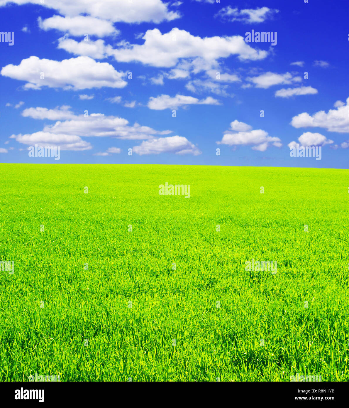 Beautiful summer landscape. A green field, blue sky Stock Photo - Alamy