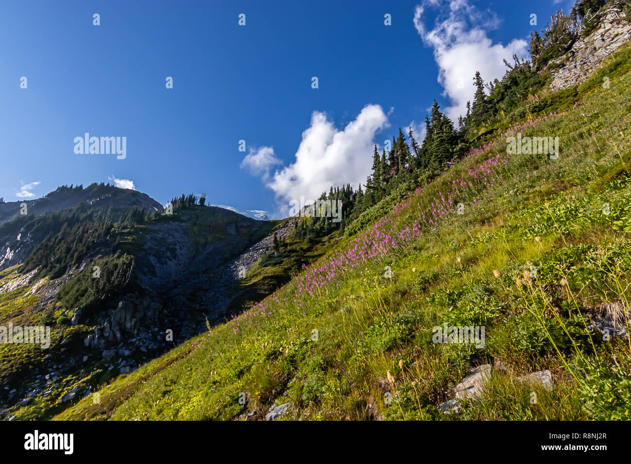 Alpine field of wildflowers hi-res stock photography and images - Alamy