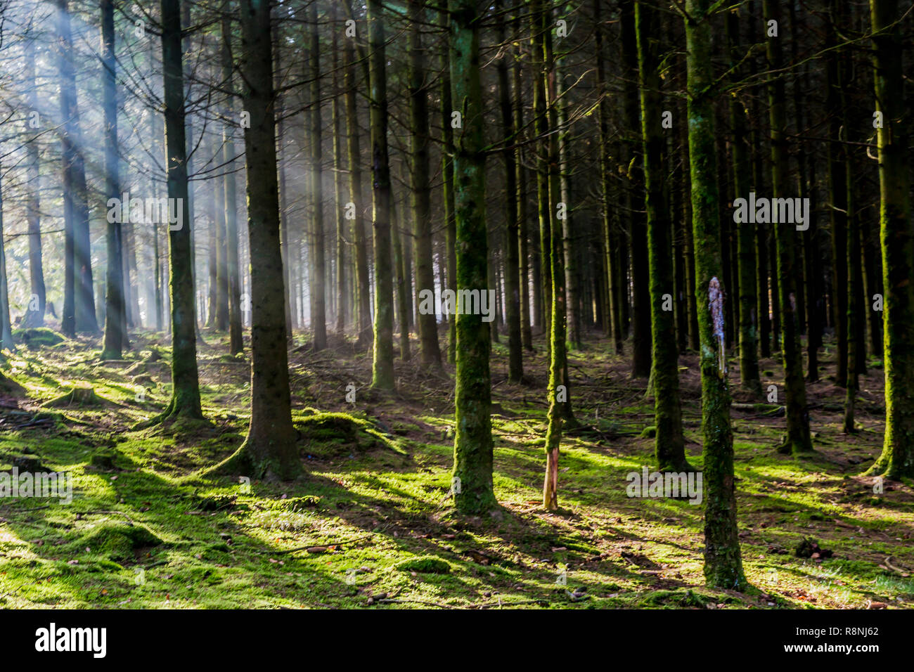 sunny day of winter with sunbeams coming through the trees with shadows and moss on the trees trunks and ground in the forest in the Belgian Ardennes Stock Photo