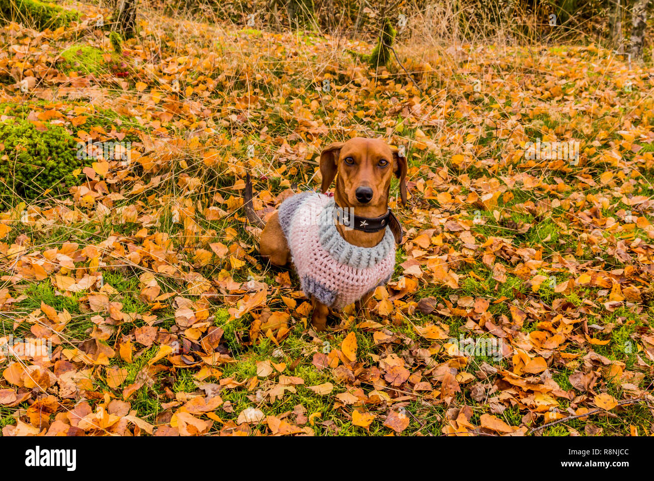 image of a dachshund with a sweater sitting very attentive on grass covered with yellow leaves in the forest on a wonderful autumn day Stock Photo